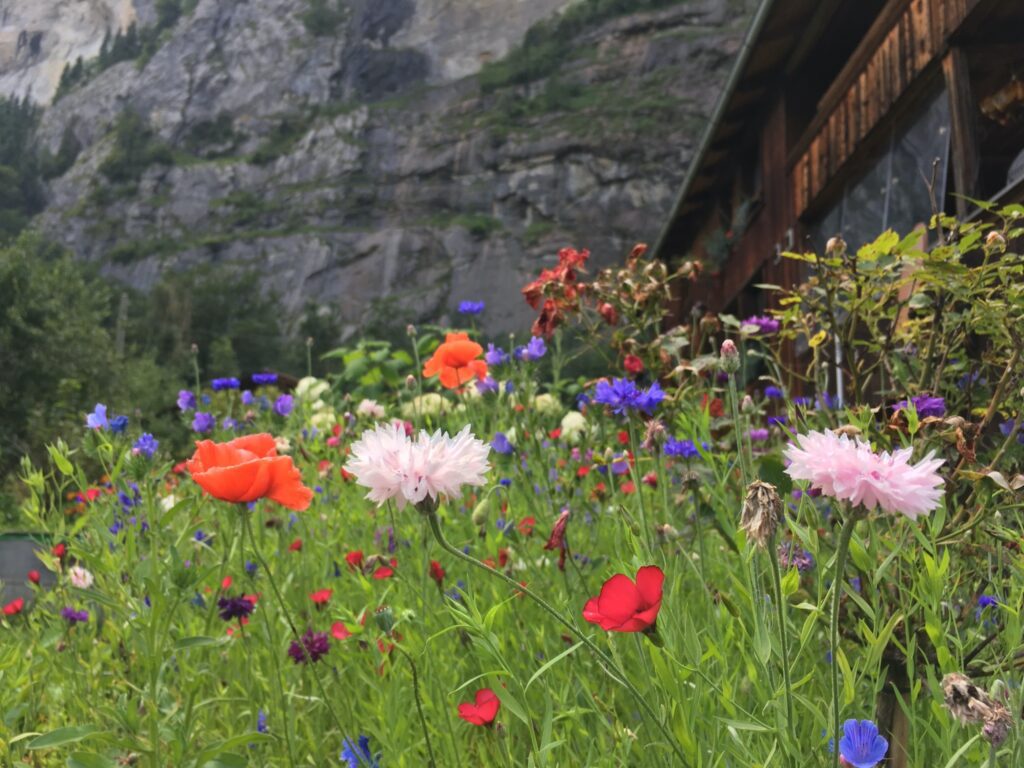 colorful flowers in lauterbrunnen switzerland