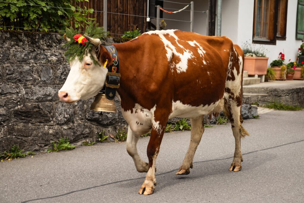 cow walking down the street for the alpabzug festival in lauterbrunnen switzerland