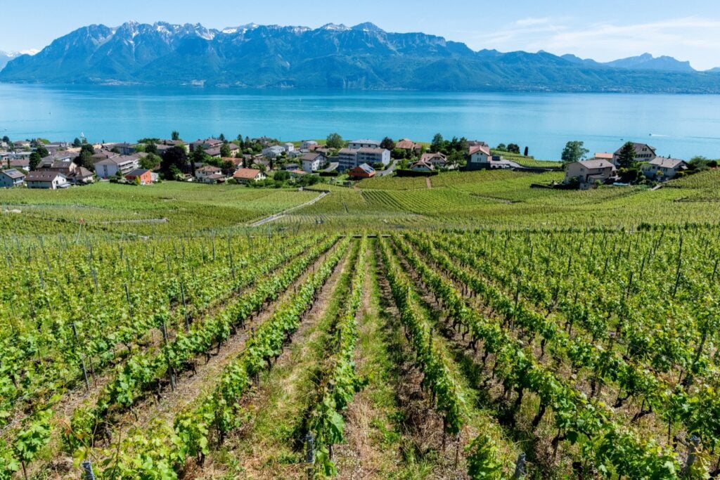 Lavaux vineyards in switzerland with lake geneva in the background